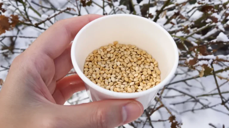 Arrêtez de jeter ce pot en plastique : les oiseaux en raffolent surtout en hiver