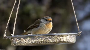 Attention, vos oiseaux sont en danger : pourquoi glisser un savon dans une chaussette peut les sauver