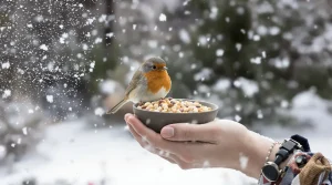 Ces 7 oiseaux feront une halte dans vos jardins en février si vous savez vraiment les attirer