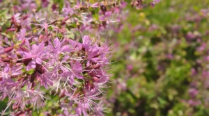 Cette fleur élue plante annuelle 2026 transforme votre jardin en refuge pour oiseaux et abeilles, à ne pas rater