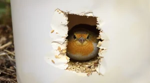 Comment un simple pot de yaourt vide peut aider les oiseaux à se protéger du froid de l’hiver