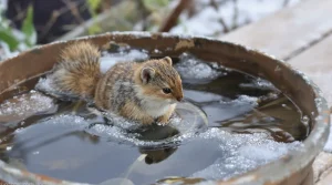 Donner de l’eau aux oiseaux pendant le gel : ce geste peut réellement leur coûter la vie