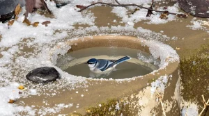 En hiver, ce geste minuscule sauve vraiment les mésanges du froid et de l’épuisement