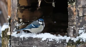 En voulant sauver les mésanges, des milliers de jardins deviennent mortels pour la faune