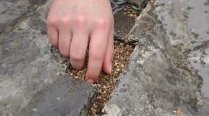 Guerilla gardening : comment verdir la ville sans nuire à la nature, concrètement