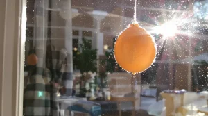 "Je l’ai posée hier, ils sont venus dès ce matin" : cette mangeoire maison à fabriquer en 5 minutes devient un vrai aimant à oiseaux