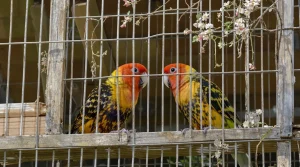 « Jusqu'à 1.000 euros pièce » : 19 chardonnerets interceptés par les douanes et soignés au refuge de Valleroy