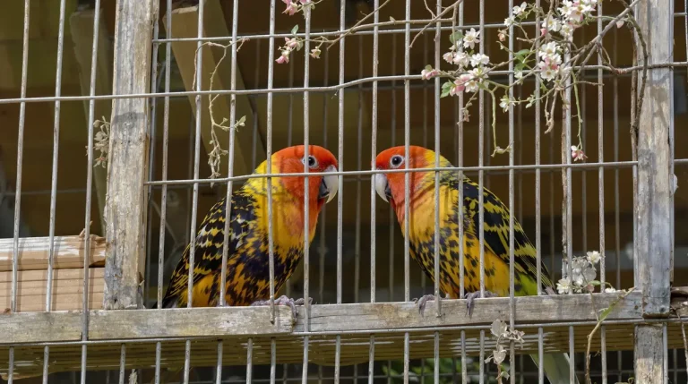« Jusqu'à 1.000 euros pièce » : 19 chardonnerets interceptés par les douanes et soignés au refuge de Valleroy