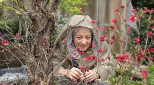 Le secret pour fertiliser les pivoines : donnez un coup de pouce avant l’arrivée du printemps