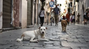 Maroc : derrière la CAN, l’extermination massive des chiens errants à cinq ans de la Coupe du monde
