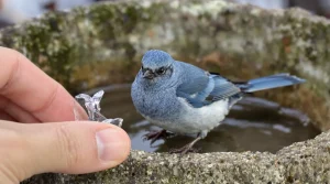 Oiseaux du jardin : quand l’eau gèle, cette astuce à 0 € leur sauve l’hiver (et dévoile un enjeu clé en station de ski)