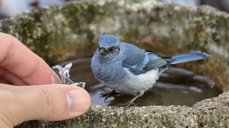 Oiseaux du jardin : quand l’eau gèle, cette astuce à 0 € leur sauve l’hiver (et dévoile un enjeu clé en station de ski)