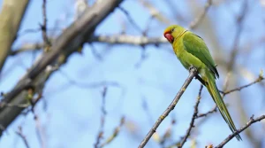 Perruches vertes : d'où viennent ces oiseaux exotiques qui ont colonisé Paris et toute l'Île-de-France ?