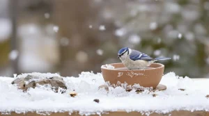 Peu y pensent en hiver : le détail essentiel qui protège vraiment les mésanges