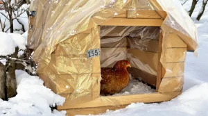 Pourquoi de plus en plus d’éleveurs installent un rideau dans leur poulailler en hiver (et ce que ça change vraiment pour la qualité de leurs œufs)