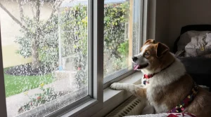 Relâché dans la forêt par ses maîtres, cet écureuil revient chaque matin jouer à la fenêtre avec sa meilleure amie chien