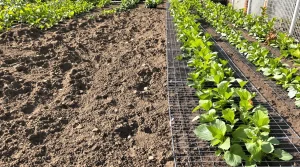 Stop aux semis dévorés : l’astuce imparable que les rongeurs détestent vraiment