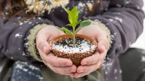 Testée et approuvée : la technique qui transforme une simple branche de citronnier en futur arbre
