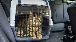 Voyager avec un chat : tout ce qu'il faut prévoir pour éviter le stress du départ
