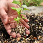 Et si votre plus beau projet du printemps était une haie gourmande qui soutient vraiment la biodiversité ?