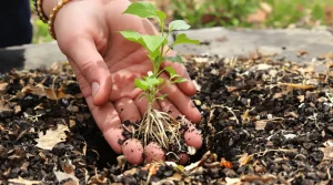 Et si votre plus beau projet du printemps était une haie gourmande qui soutient vraiment la biodiversité ?