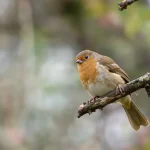 La présence d’un écureuil roux révèle que votre jardin devient une véritable mini-forêt vivante