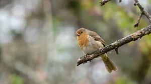 La présence d’un écureuil roux révèle que votre jardin devient une véritable mini-forêt vivante