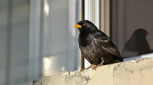 Présence d’un merle dans votre jardin : quelle est sa véritable signification spirituelle ?
